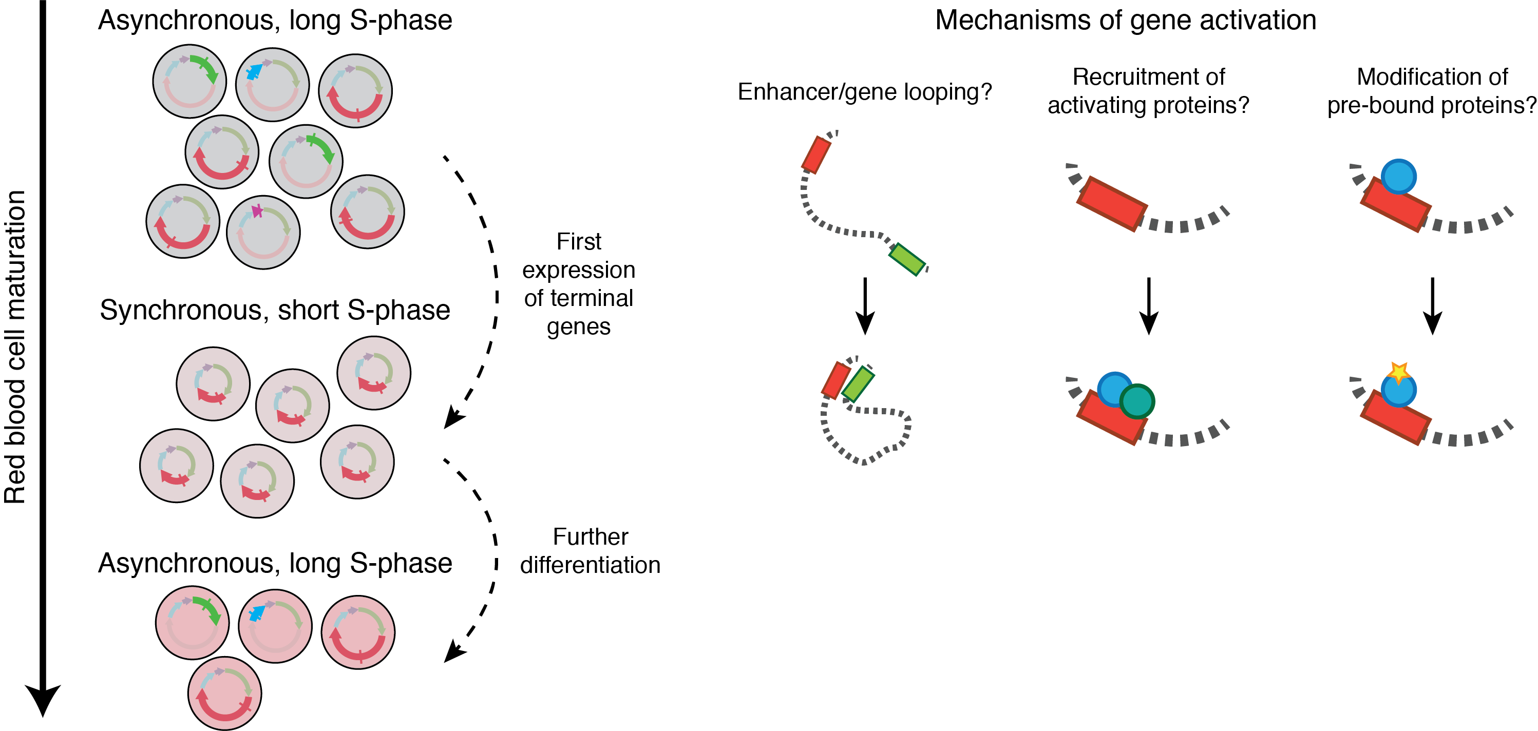 Mechanisms of gene activation in erythropoiesis